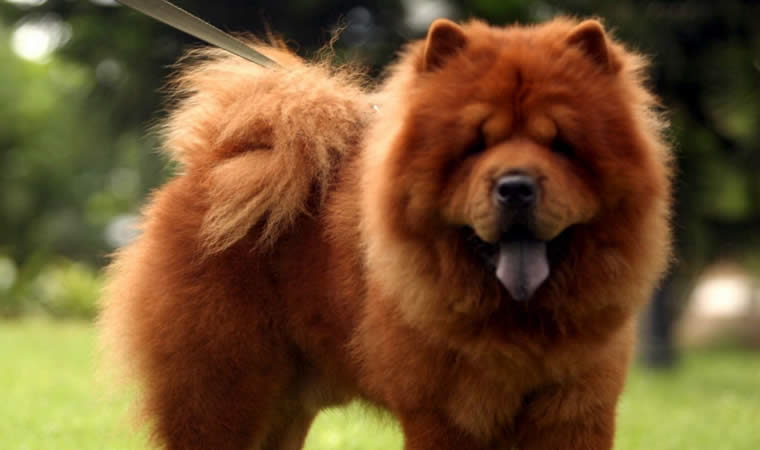 Cachorro da língua azul