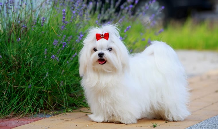 Maltês: Veja informações sobre esses cãozinhos fofos!