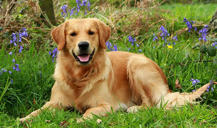 Cachorro da raça golden retriever