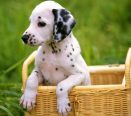 Cachorro dalmata