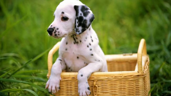 Cachorro dalmata