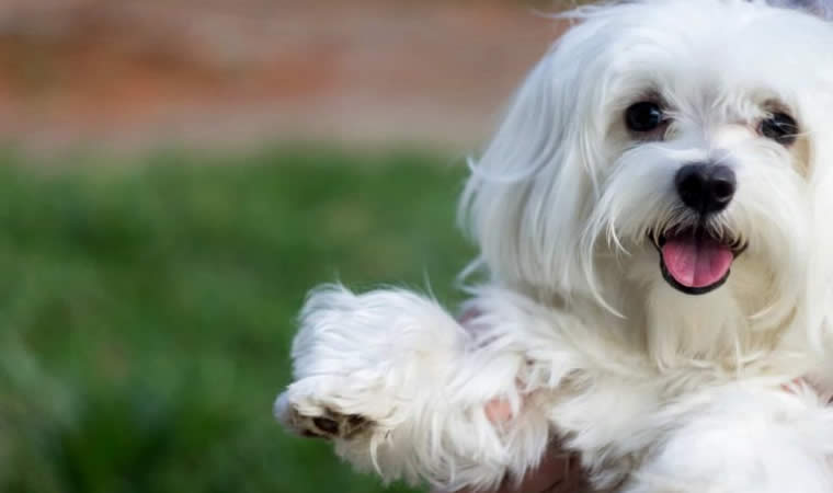 Cachorro feliz