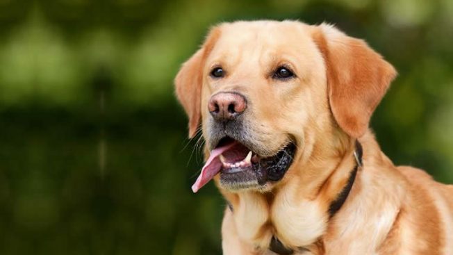 Cachorro labrador