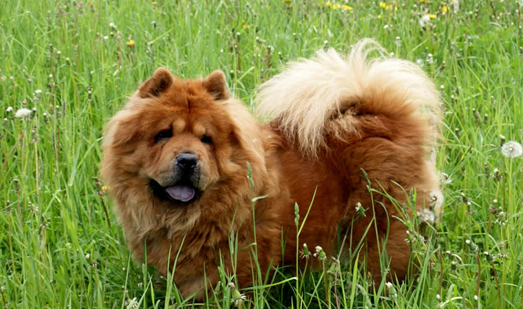 Cachorro no gramado