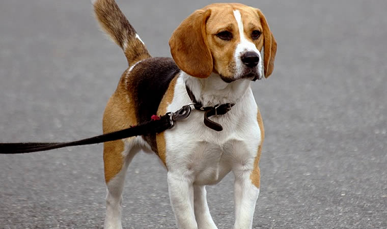 Cachorro passeando