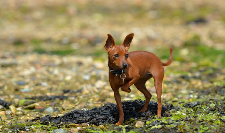 Cachorro pequeno na grama