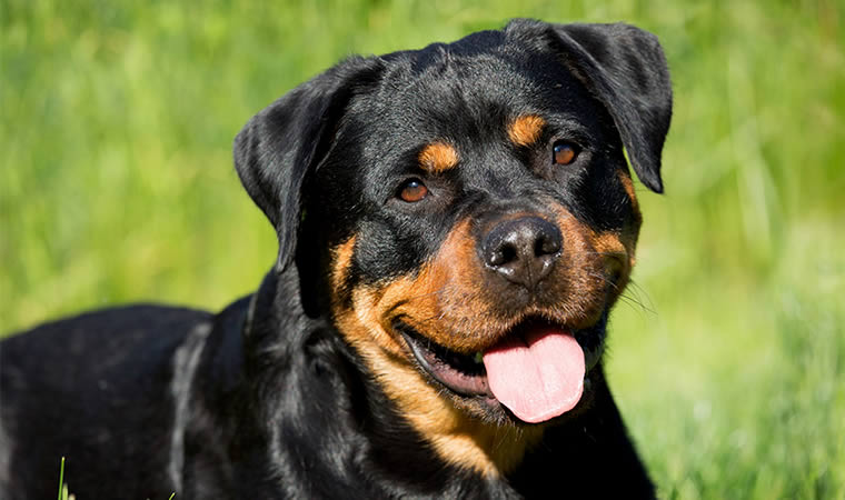 Cachorro rottweiler