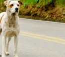 Cachorro sem raça definida