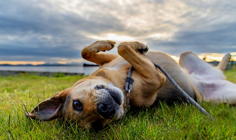 Cachorro vira lata