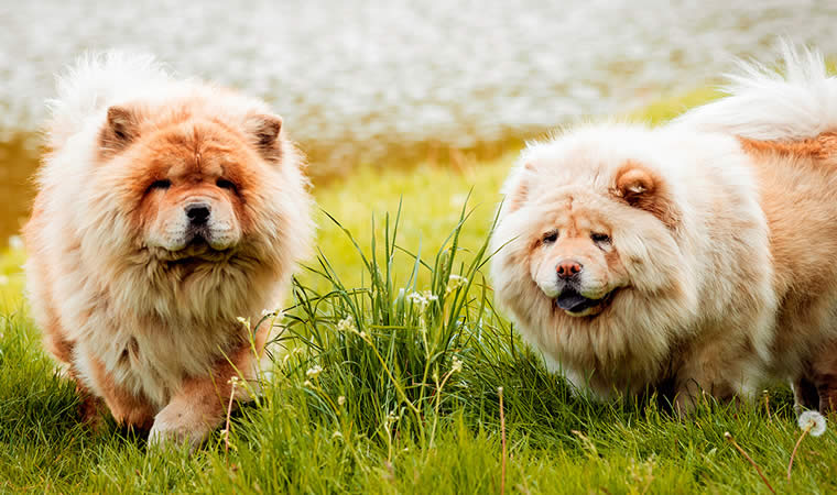 Cachorros da raça chow chow