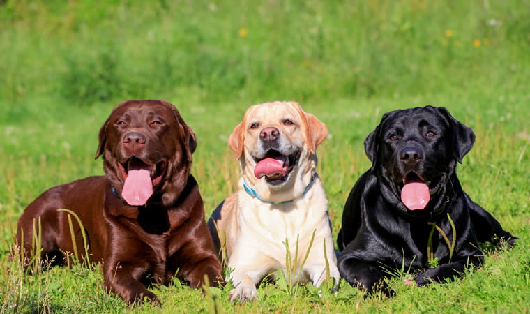 Cachorros no gramado