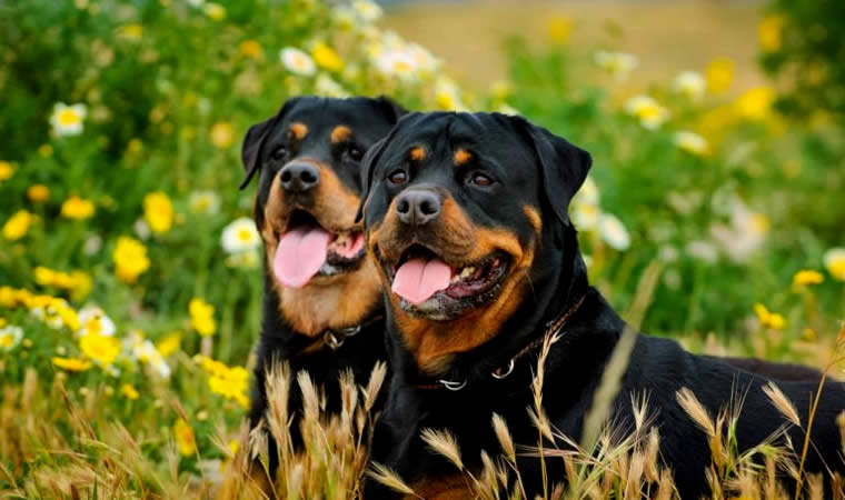 Cachorros no gramado
