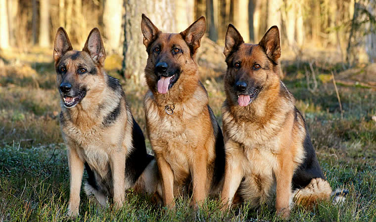 Cachorros sentados