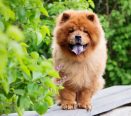 Chow chow