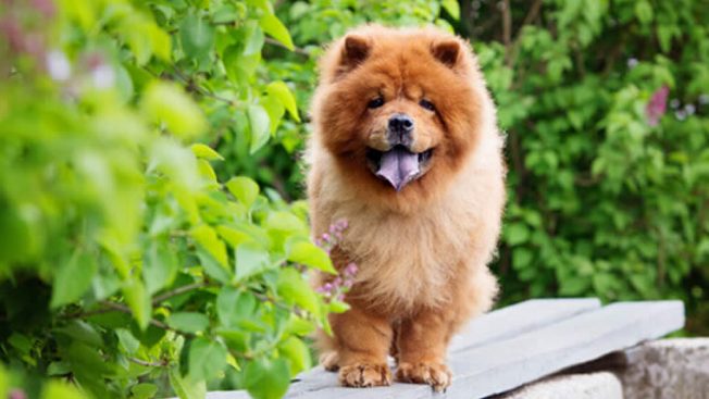 Chow chow