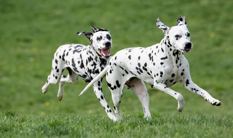 Cães brincando no gramado