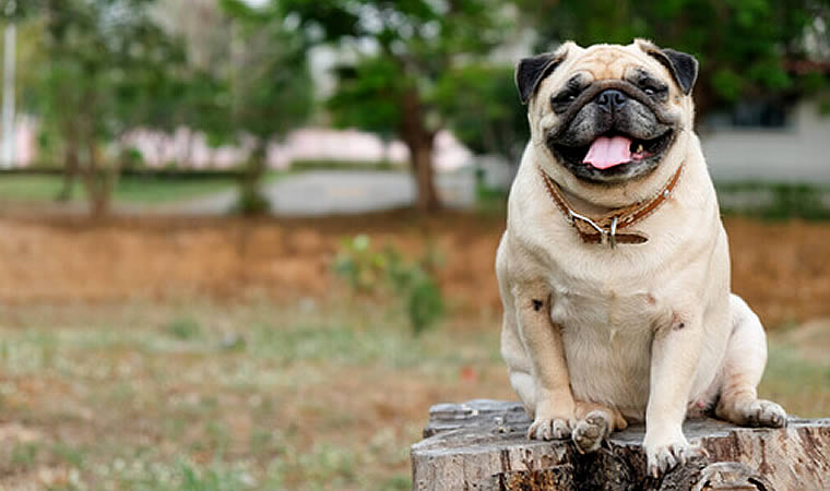 Cães da raça pug