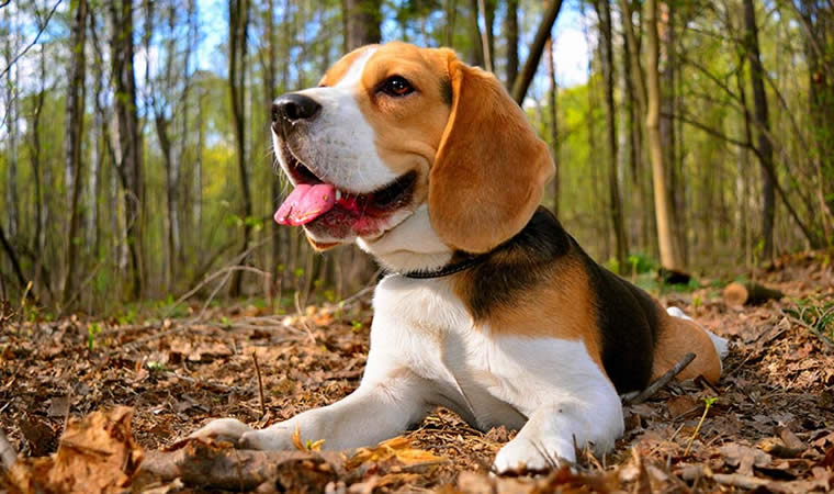 Cão beagle deitado