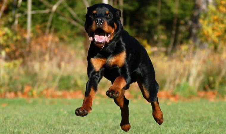 Cão correndo