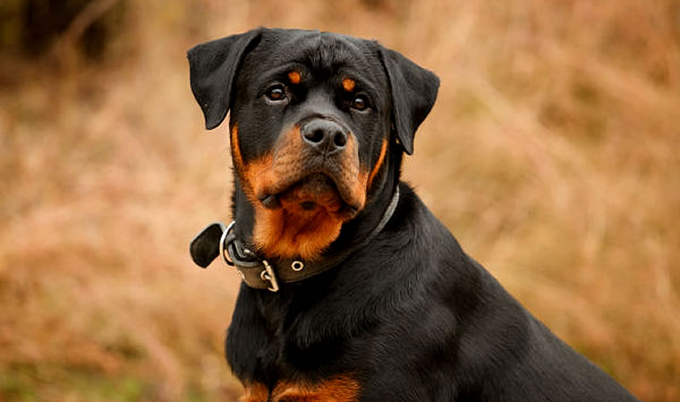 Cão da raça rottweiler