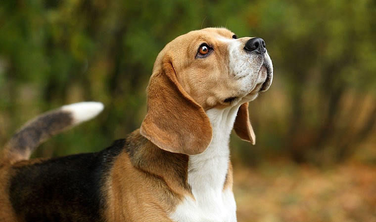 Cão olhando para cima