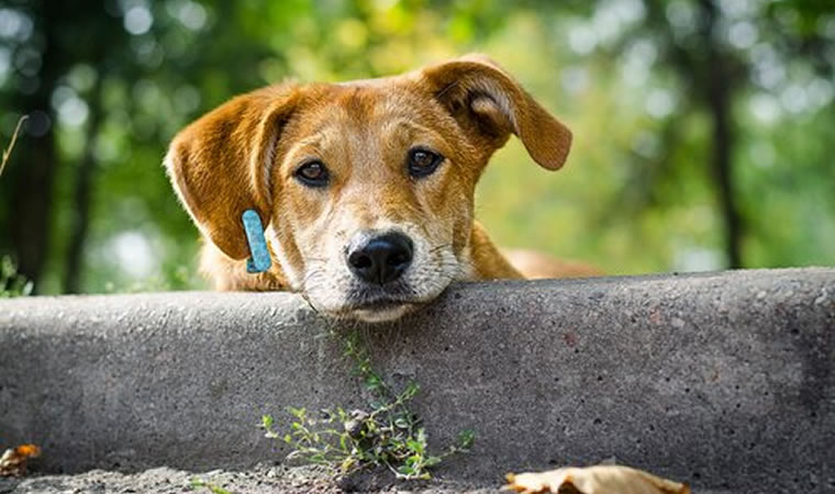 Cão vira lata