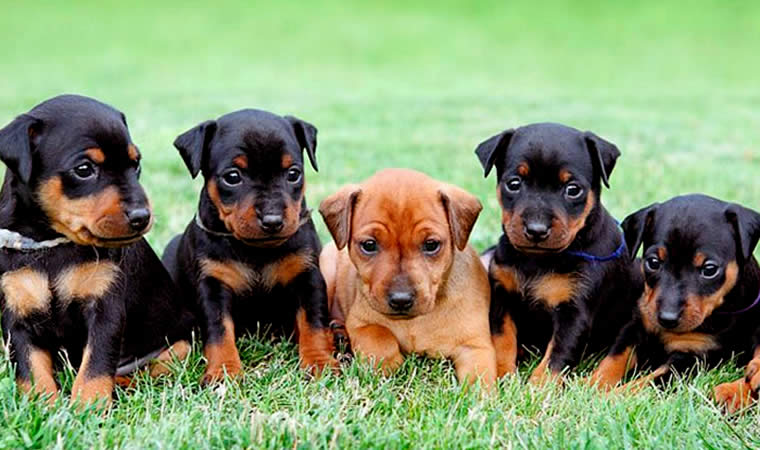 Filhote de pinscher