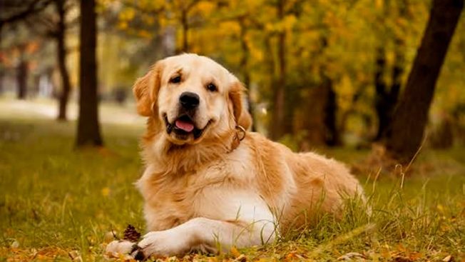 Golden Retriever