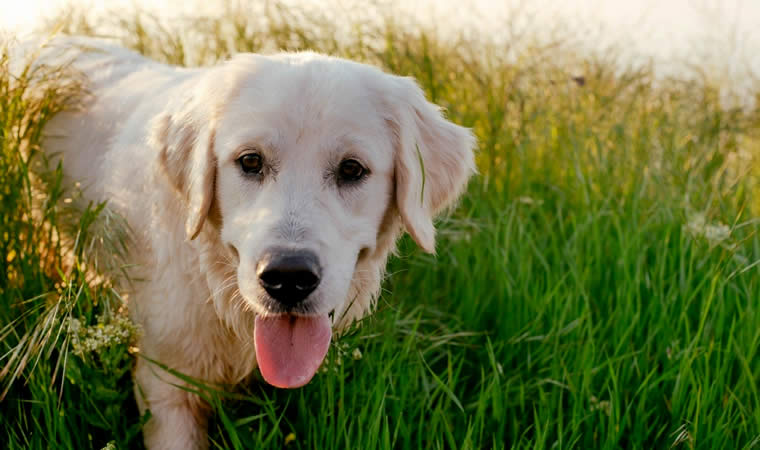 Labrador