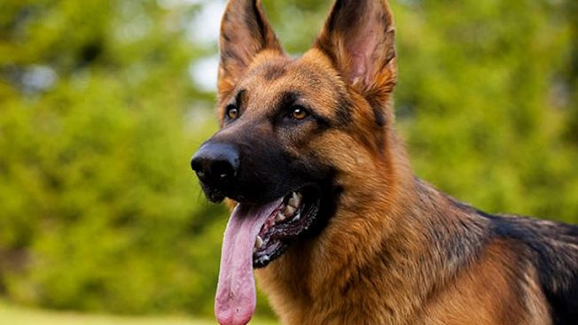 Raças de cachorro: Pastor Alemão