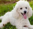 Poodle cachorro