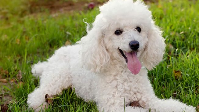 Poodle cachorro