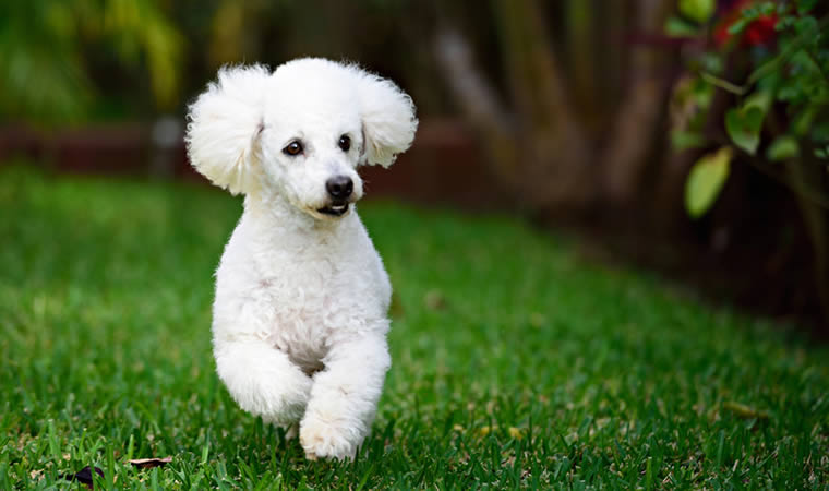 Poodle correndo na grama