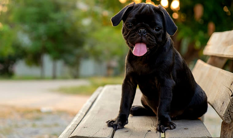 Pug preto