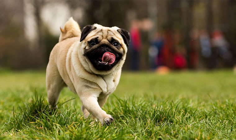 Pug: Conheça o temperamento e curiosidades sobre a raça! - SOS Cãopanheiros