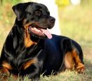 Rottweiler