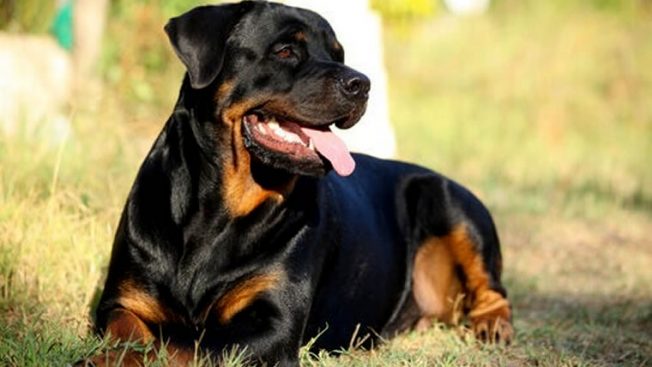 Rottweiler