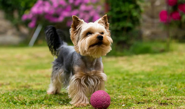 Cachorro brincando