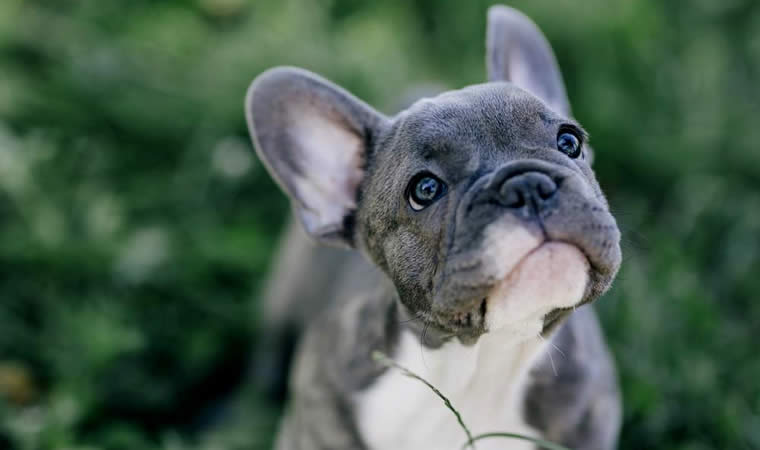 Cachorro da raça buldogue frânces