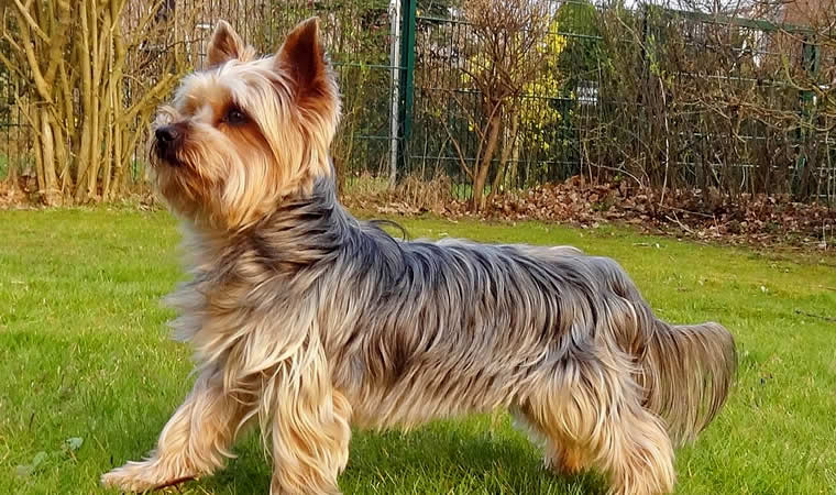 Cachorro da raça yorkshire terrier