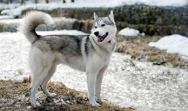 Cachorro na neve