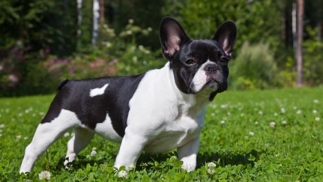 Cachorro no gramado