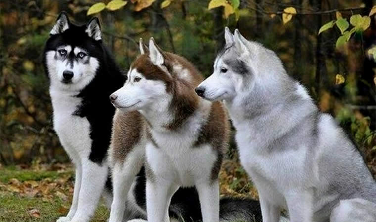 Cachorros da raça husky siberiano