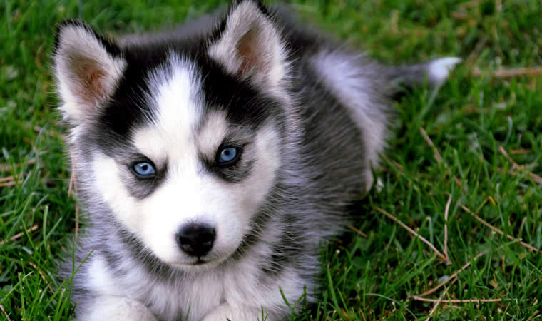 Filhote de husky siberiano