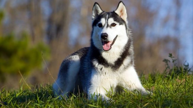 Husky siberiano