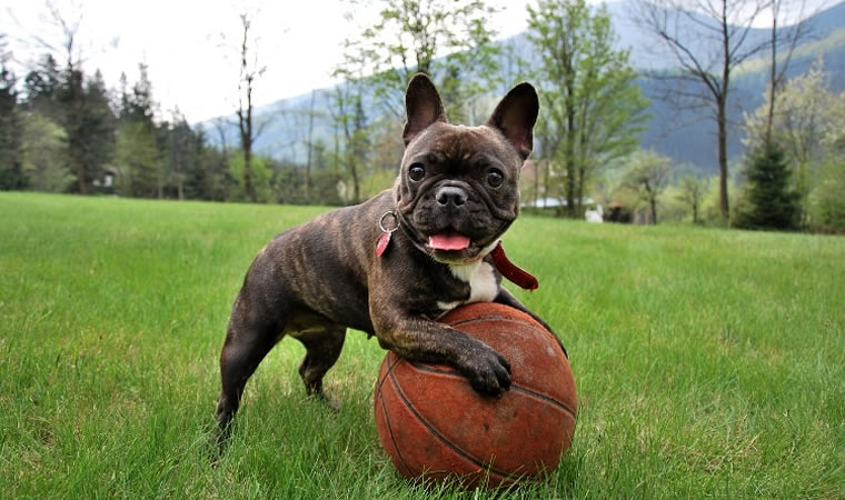 Pet brincando com bola