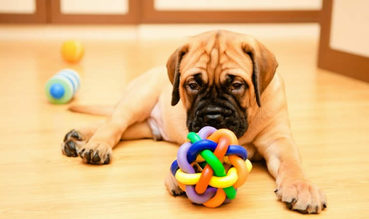 Brinquedos interativos para cães