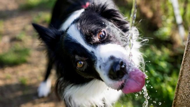 Cachorro bebendo água