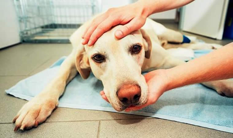 Cachorro com crise epilética