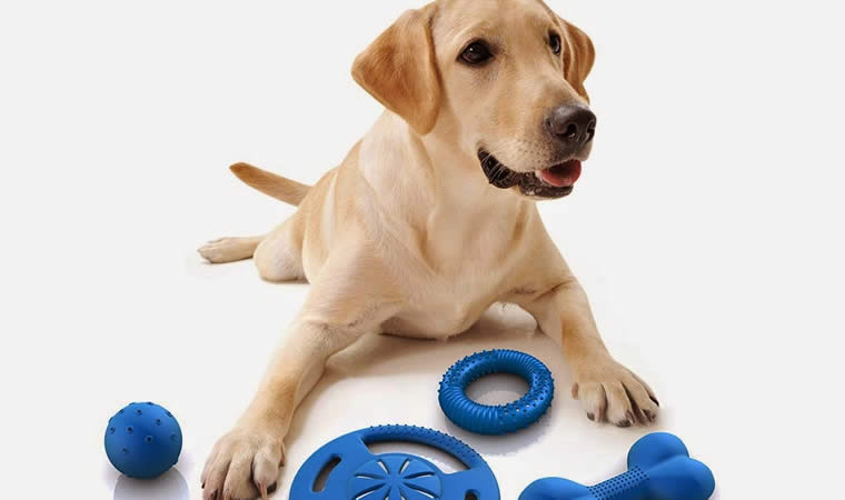 Cachorro com diferentes brinquedos